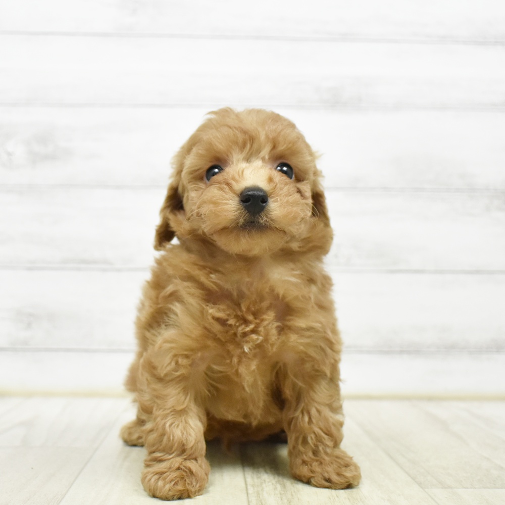 長野県のトイプードル(トイ) (犬の家＆猫の里塩尻店/2026年5月11日生まれ/男の子/アプリコット)の子犬