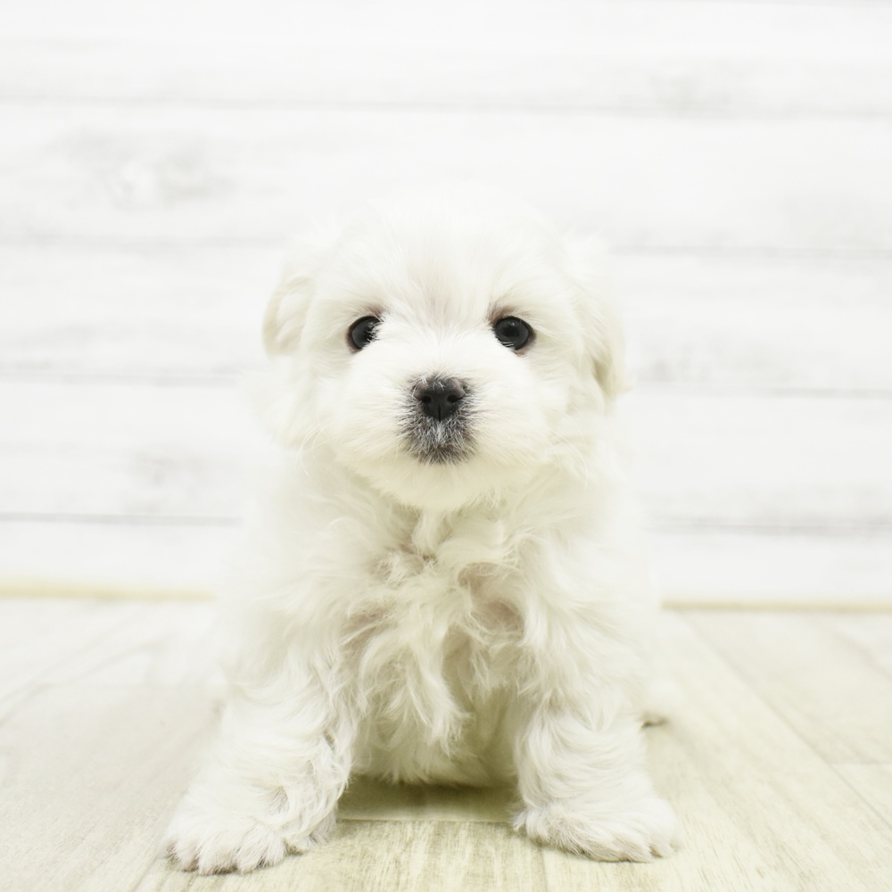 長野県のマルチーズ (犬の家＆猫の里長野店/2026年5月11日生まれ/女の子/ホワイト)の子犬