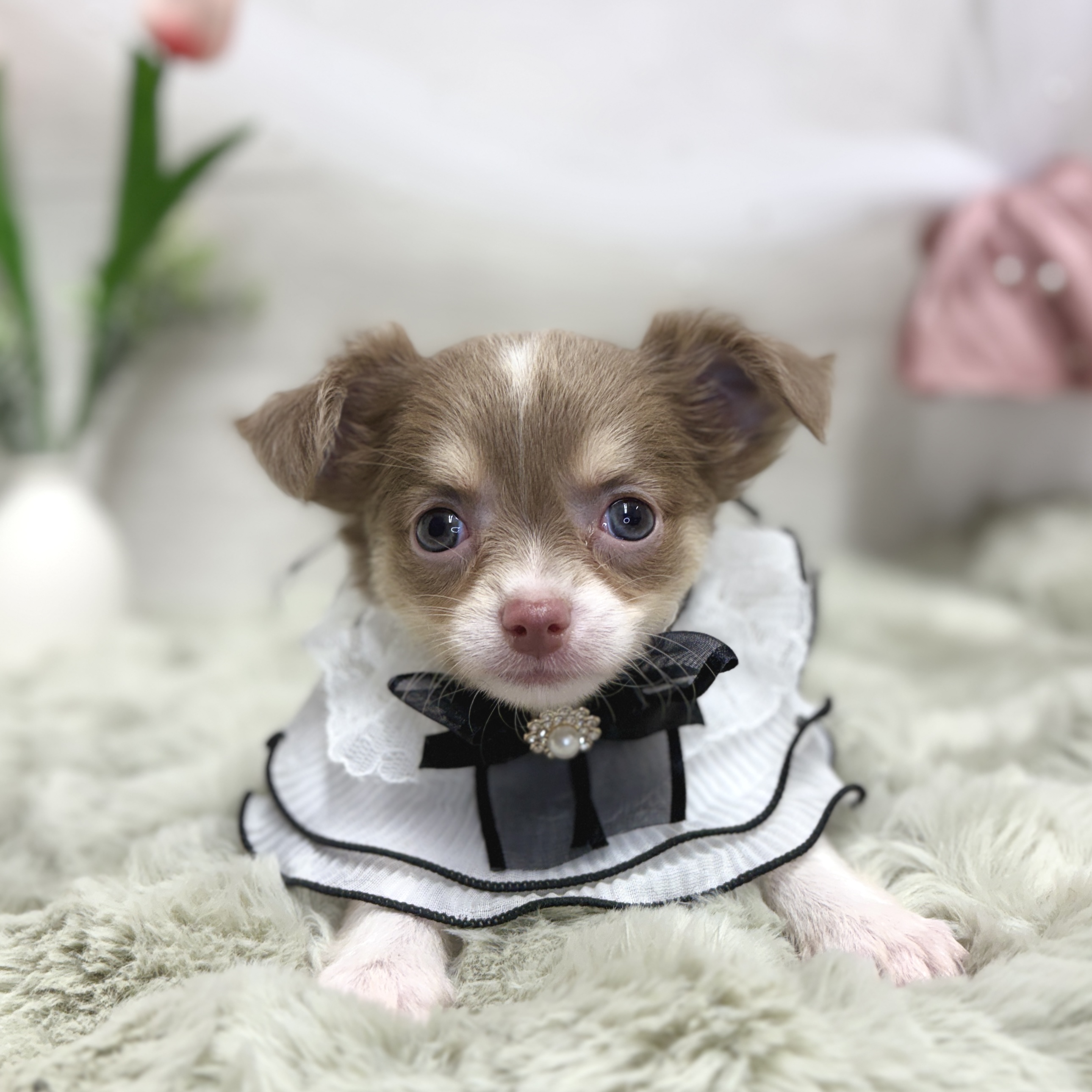神奈川県のチワワ(ロング) (犬の家＆猫の里相模原店/2026年5月12日生まれ/女の子/イザベラタン)の子犬の1枚目の画像