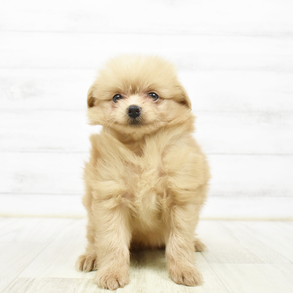 ハーフ犬女の子の写真