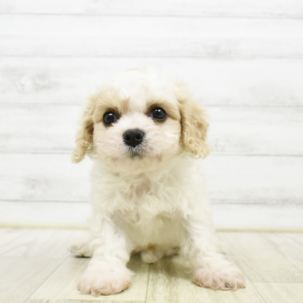 静岡県のハーフ犬・ミックス犬 (犬の家＆猫の里アミーゴ浜松和田店/2026年5月11日生まれ/男の子/ブレンハイム)の子犬