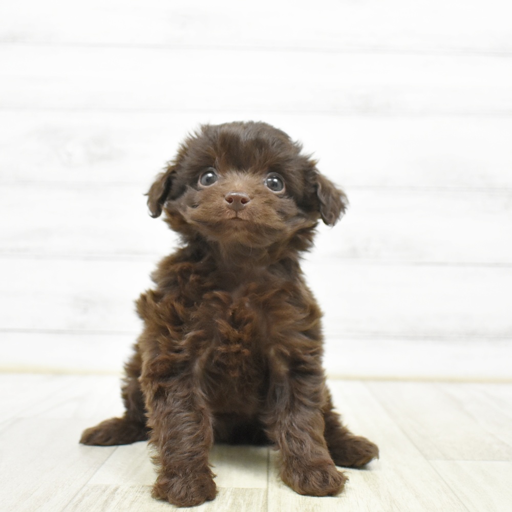 愛知県のチワプー/プーチー(チワワ×プードル) (犬の家＆猫の里安城店/2026年5月12日生まれ/男の子/チョコレート)の子犬