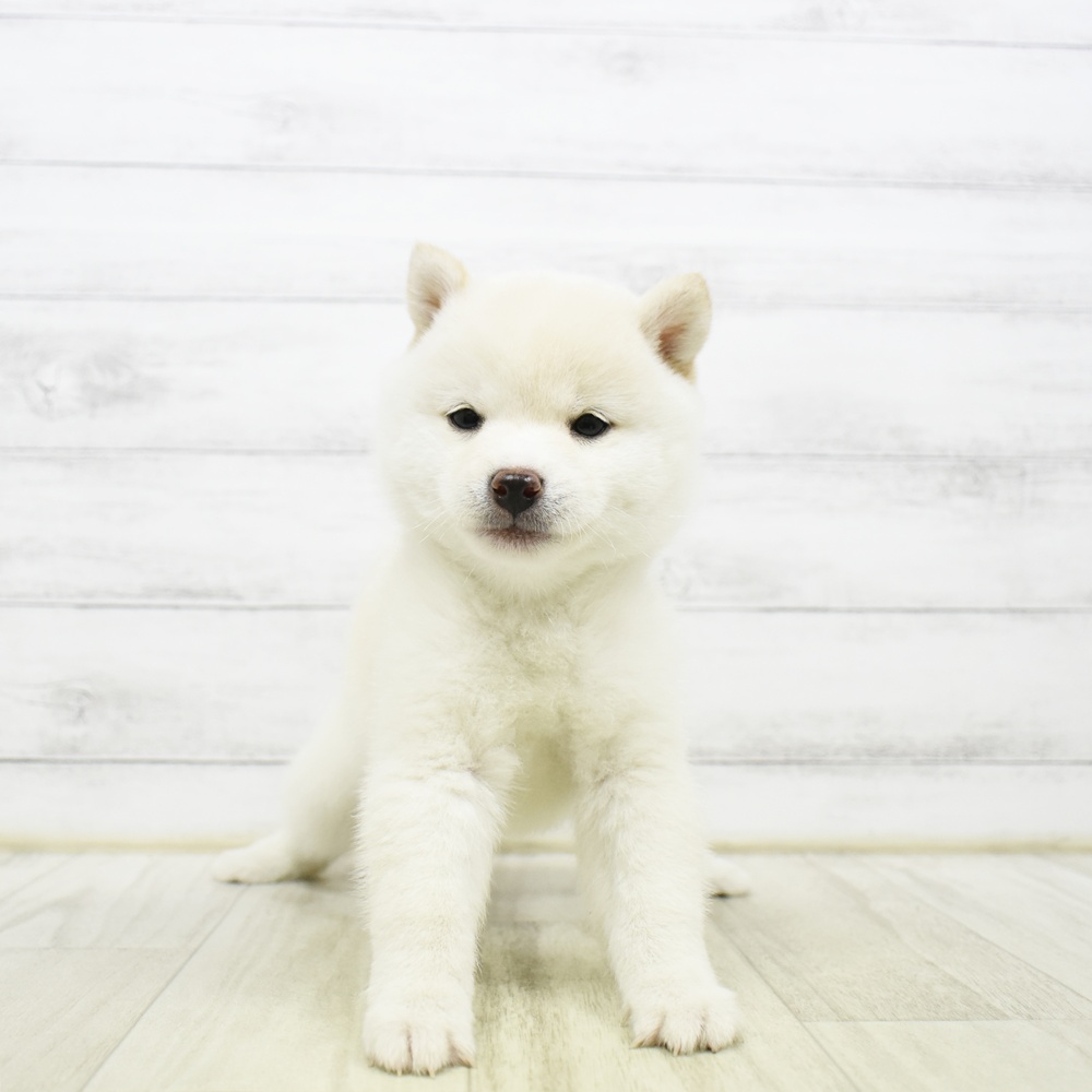 東京都の豆柴 (犬の家＆猫の里ペットフォレスト小平店/2026年5月12日生まれ/女の子/白)の子犬
