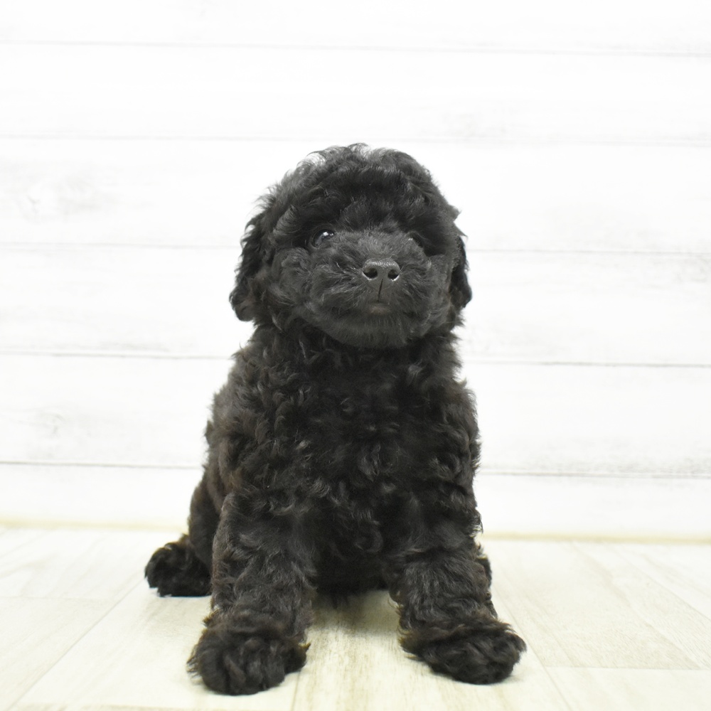静岡県のトイプードル(トイ) (犬の家＆猫の里アミーゴ浜松和田店/2026年5月7日生まれ/男の子/ブラック)の子犬
