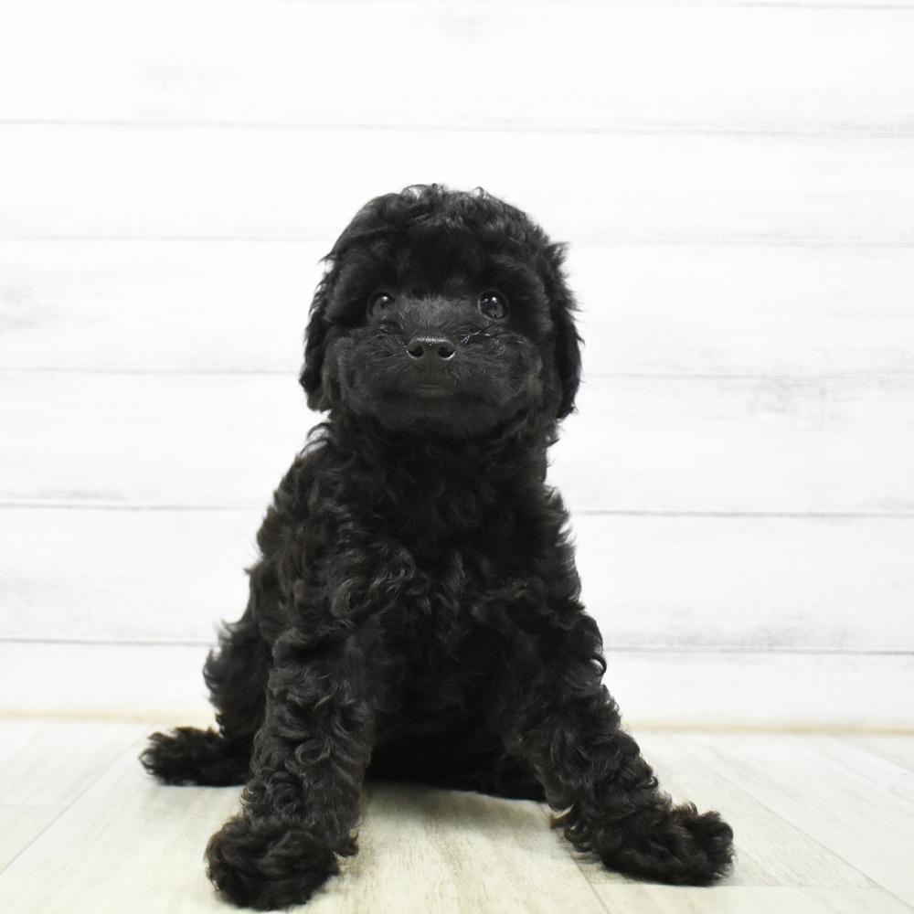 愛知県のトイプードル(トイ) (犬の家＆猫の里安城店/2026年5月7日生まれ/男の子/ブラック)の子犬