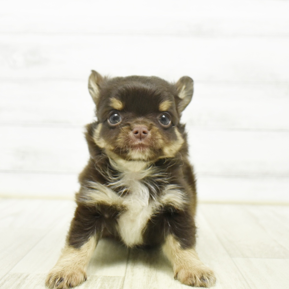 東京都のチワワ(ロング) (犬の家＆猫の里新宿店/2026年5月12日生まれ/男の子/チョコレートタンホワイト)の子犬
