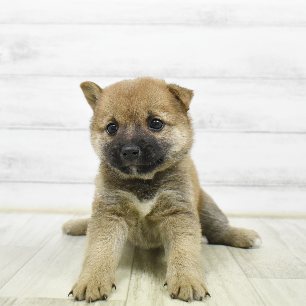 千葉県の豆柴 (犬の家＆猫の里BIGHOPガーデンモール印西店/2026年5月12日生まれ/女の子/赤)の子犬