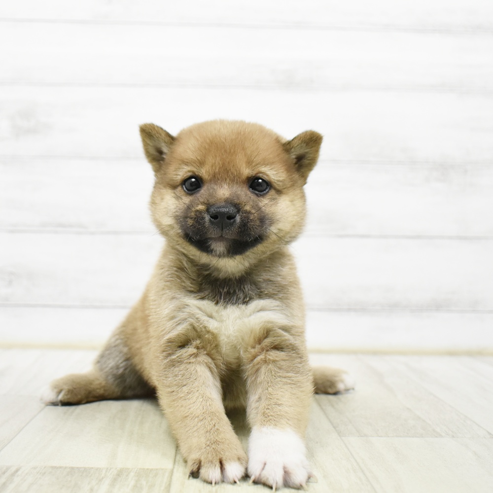 長野県の豆柴 (犬の家＆猫の里カインズ梓川店/2026年5月12日生まれ/男の子/赤)の子犬