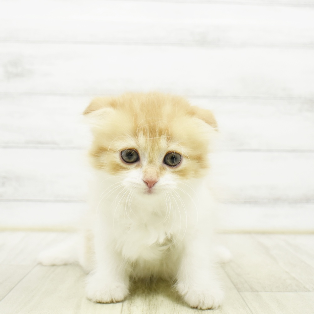 静岡県のスコティッシュフォールド (犬の家＆猫の里富士店/2026年5月12日生まれ/女の子/レッドタビーホワイト)の子猫