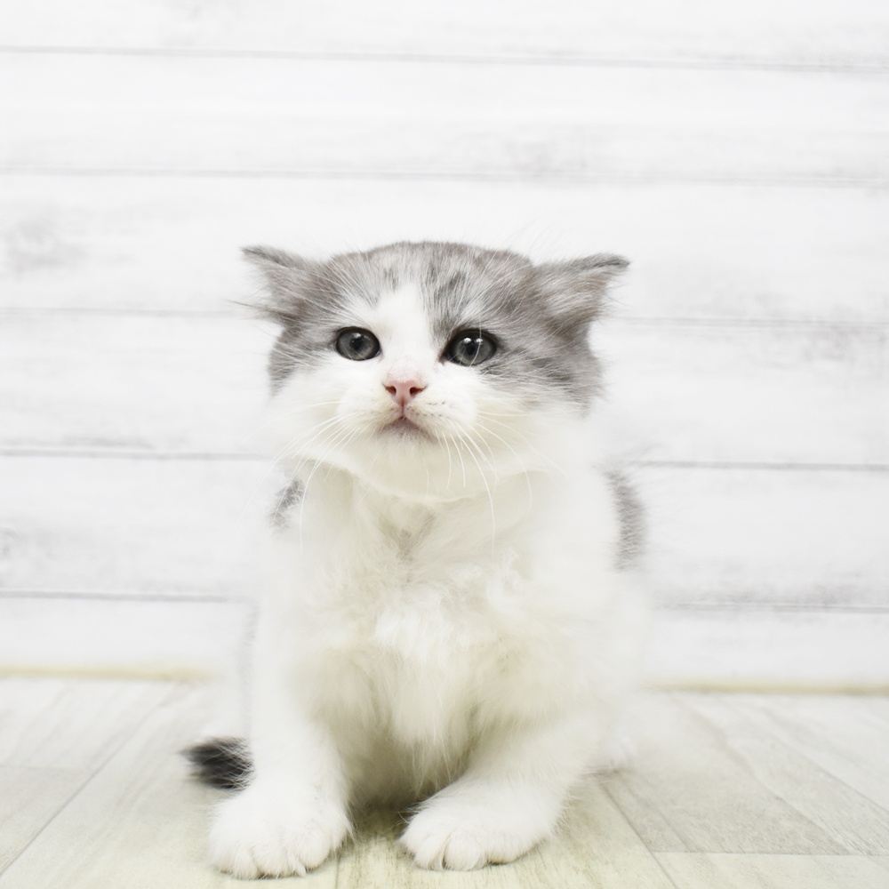 愛知県のミヌエット (犬の家＆猫の里岡崎店/2026年5月10日生まれ/男の子/ブルーホワイト)の子猫