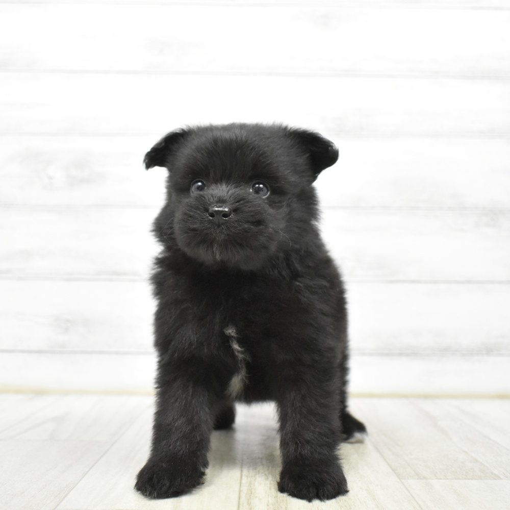 愛知県のポメプー(ポメラニアン×プードル) (犬の家＆猫の里安城店/2026年5月12日生まれ/女の子/ブラック)の子犬