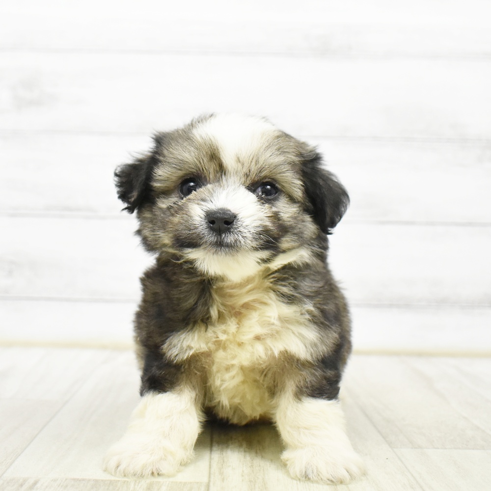 静岡県のハーフ犬・ミックス犬 (犬の家＆猫の里プレ葉ウォーク浜北店/2026年5月12日生まれ/男の子/フォーンホワイト)の子犬