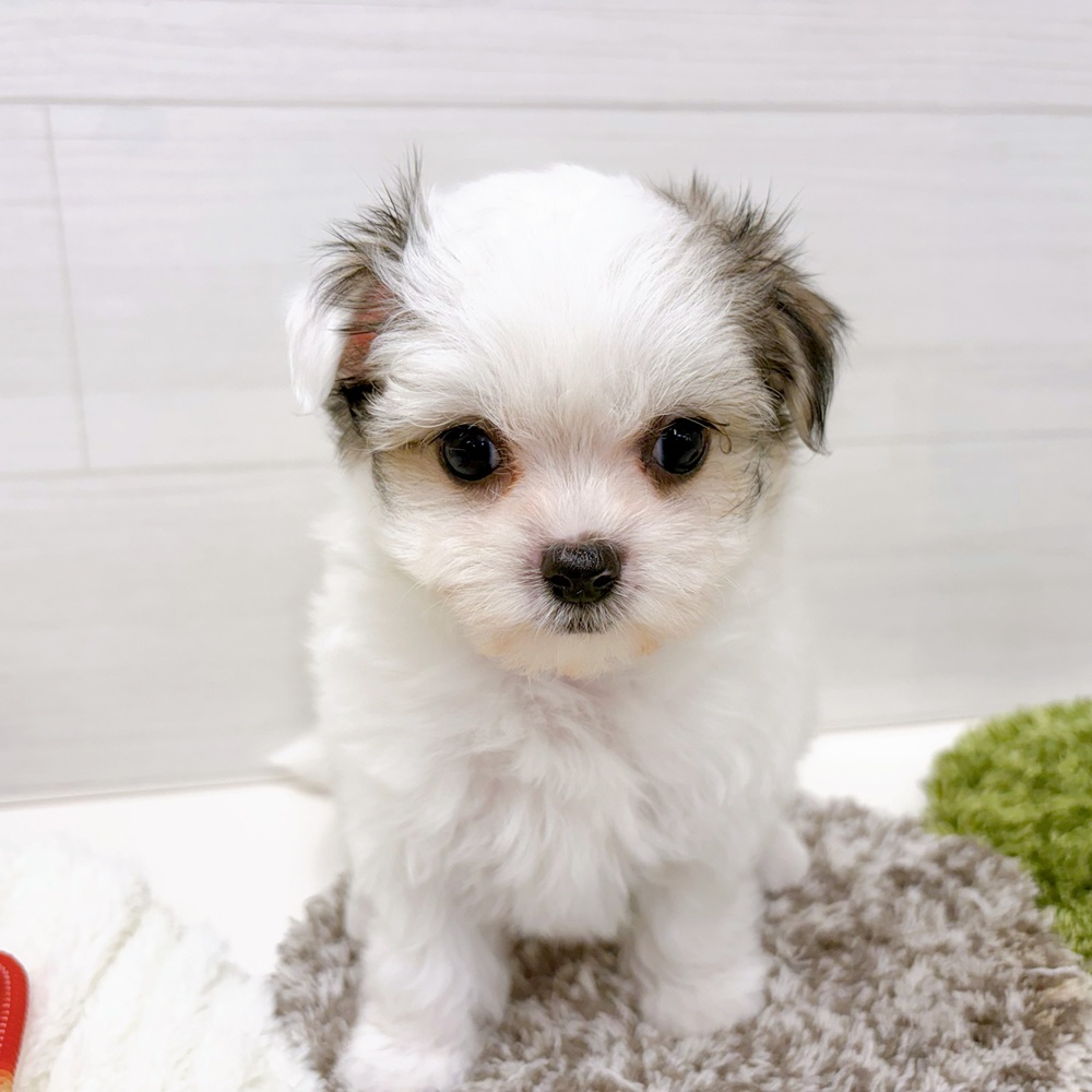 チワマル/マルチワ(チワワ×マルチーズ)の子犬を価格や特徴で探す