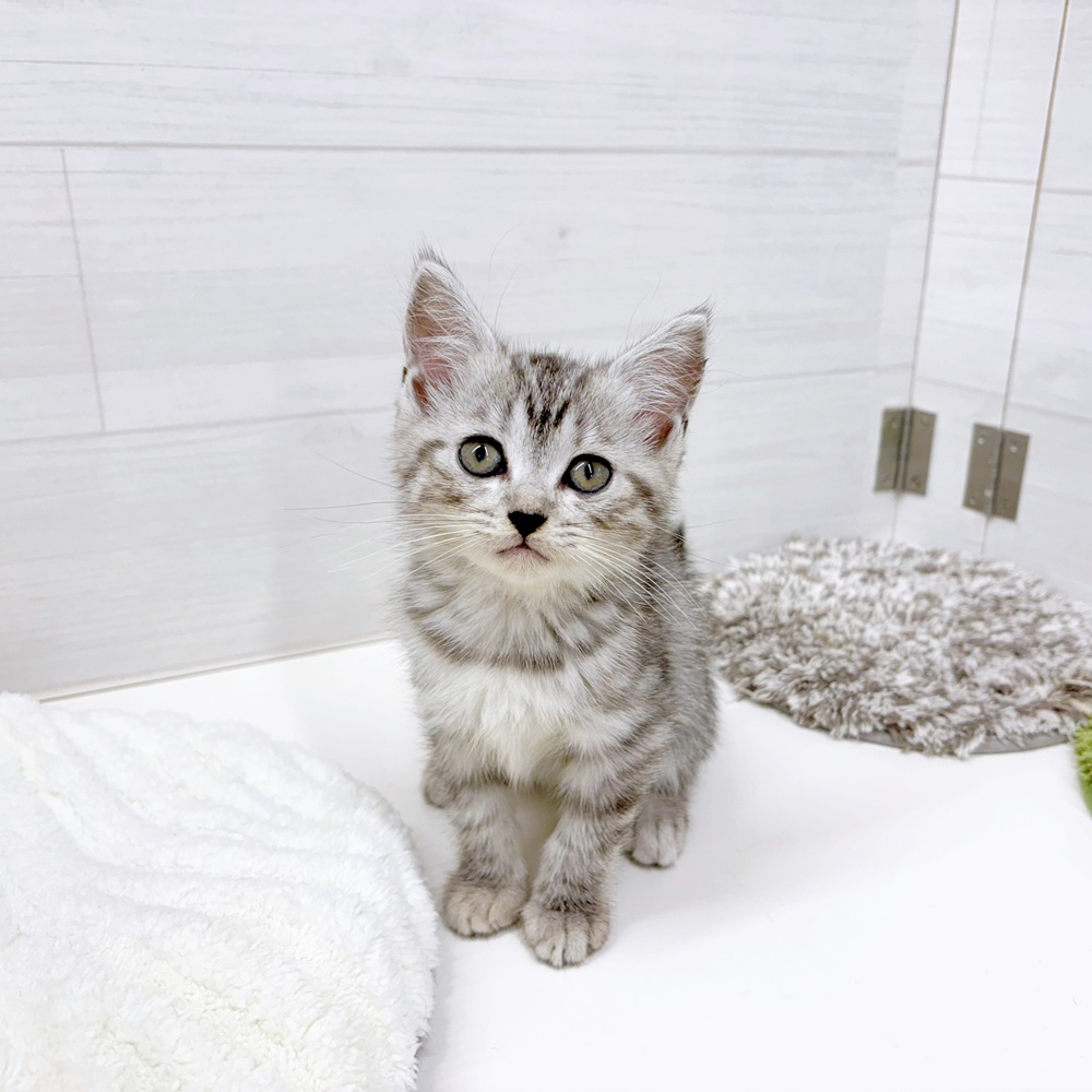 アミーゴ金沢おこばた店（石川県）の子猫一覧 | ペットショップ 犬の家