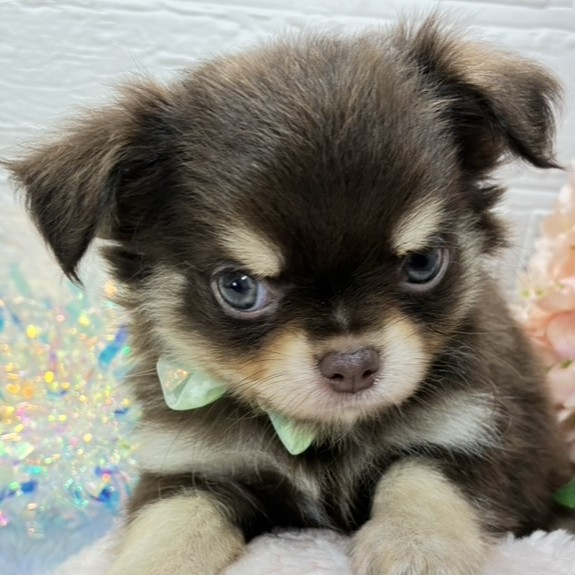 大阪府のチワワ(ロング) (犬の家＆猫の里そよら東岸和田店/2026年5月13日生まれ/男の子/チョコレートクリーム)の子犬の2枚目の画像