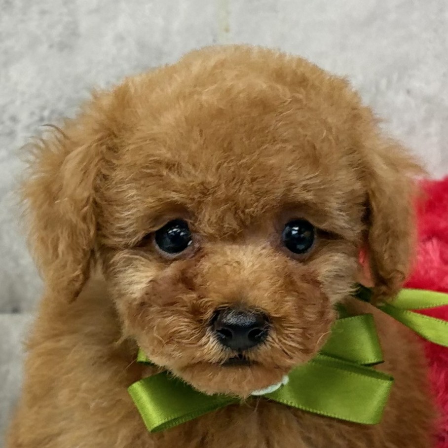 兵庫県のトイプードル(トイ) (犬の家＆猫の里ニッケパークタウン加古川店/2026年5月13日生まれ/男の子/レッドフォーン)の子犬