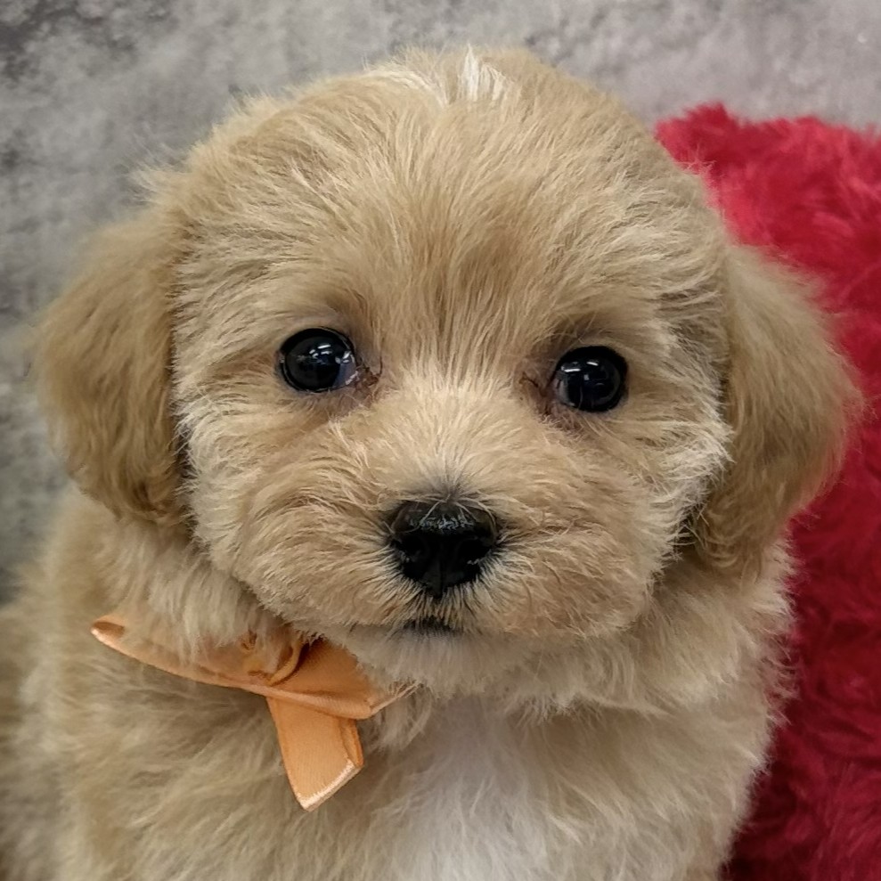 ハーフ犬