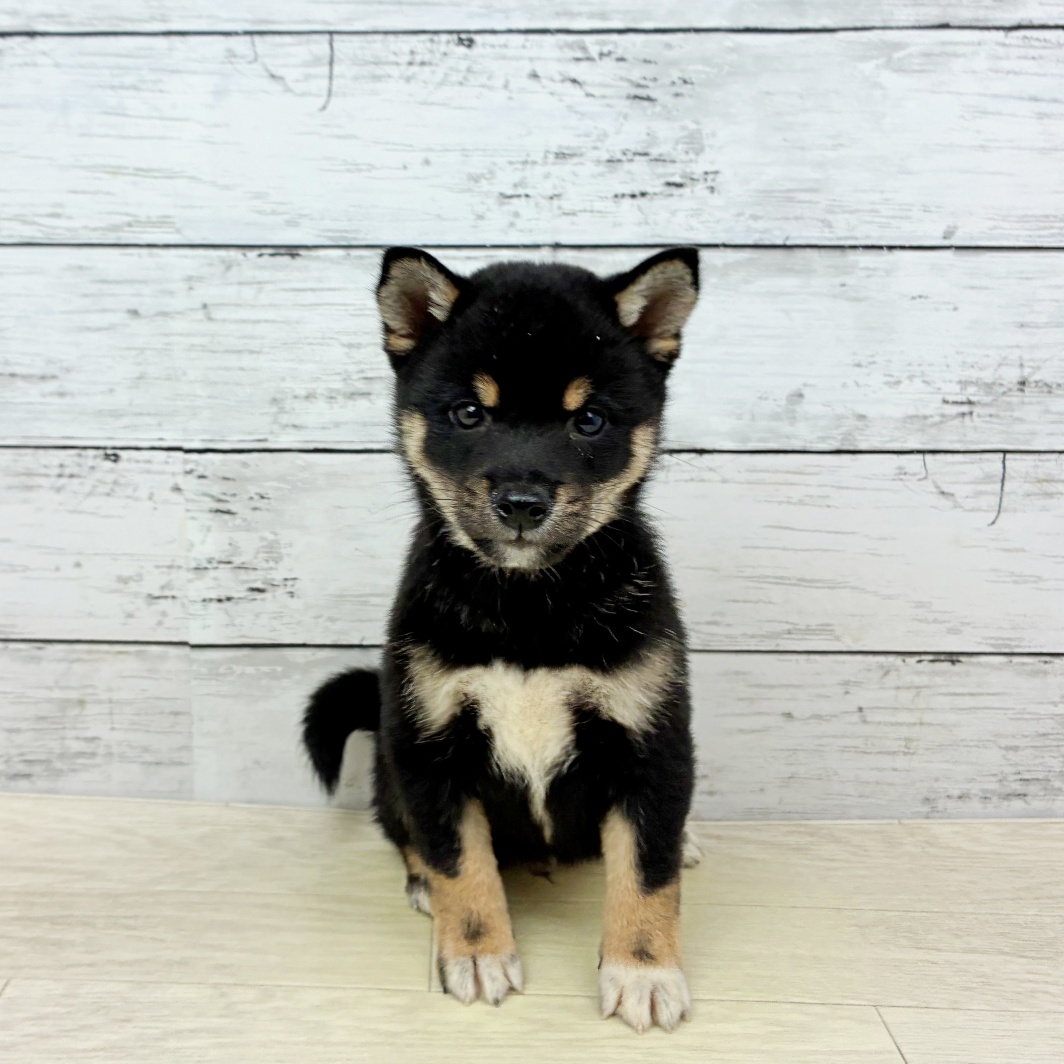 滋賀県の豆柴 (犬の家＆猫の里長浜店/2026年5月13日生まれ/男の子/黒)の子犬