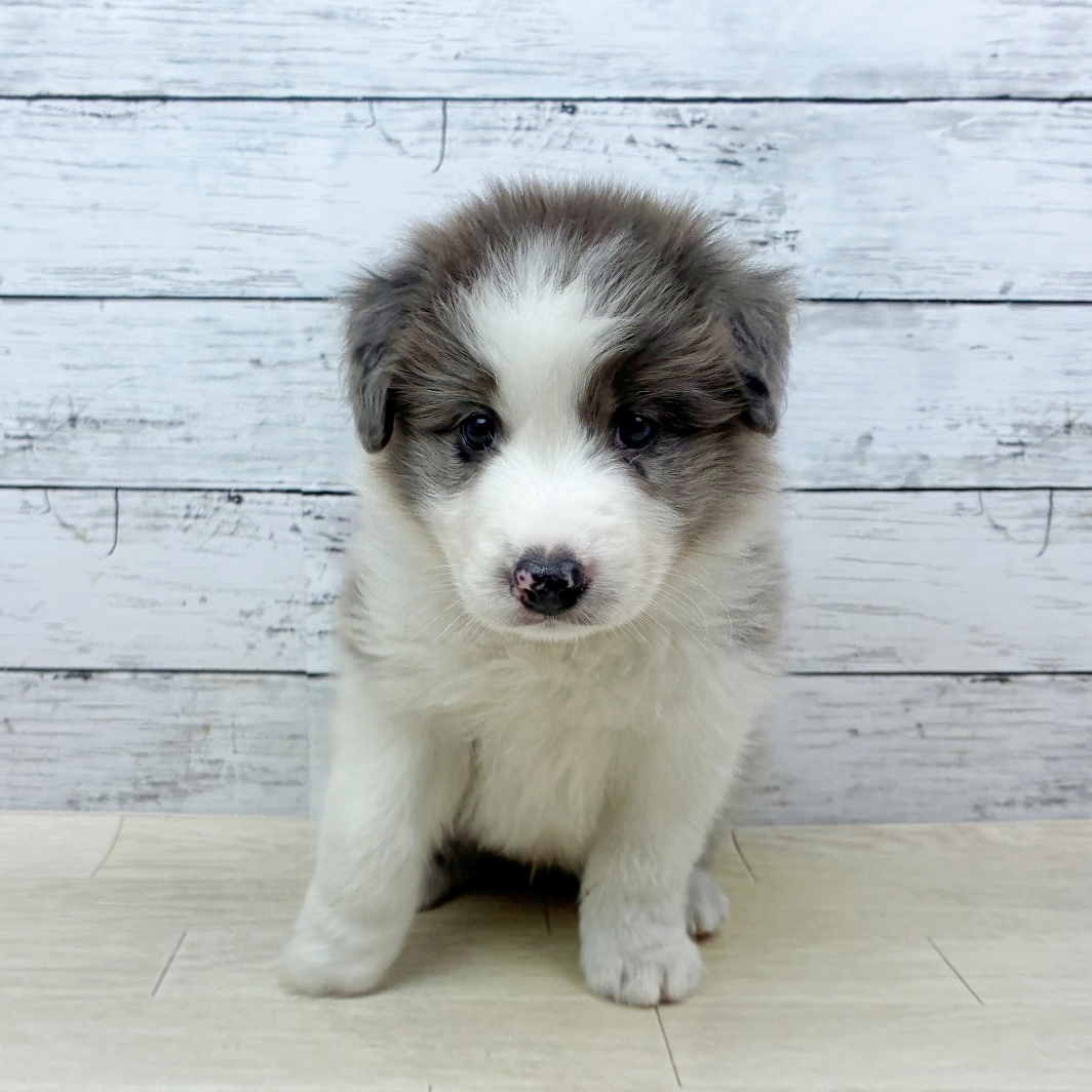 大阪府のボーダーコリー (犬の家＆猫の里そよら東岸和田店/2026年5月14日生まれ/男の子/ブルーマール)の子犬の2枚目の画像