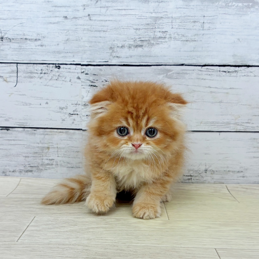 兵庫県のスコティッシュフォールド (犬の家＆猫の里尼崎店/2026年5月13日生まれ/男の子/レッドタビーホワイト)の子猫の2枚目の画像