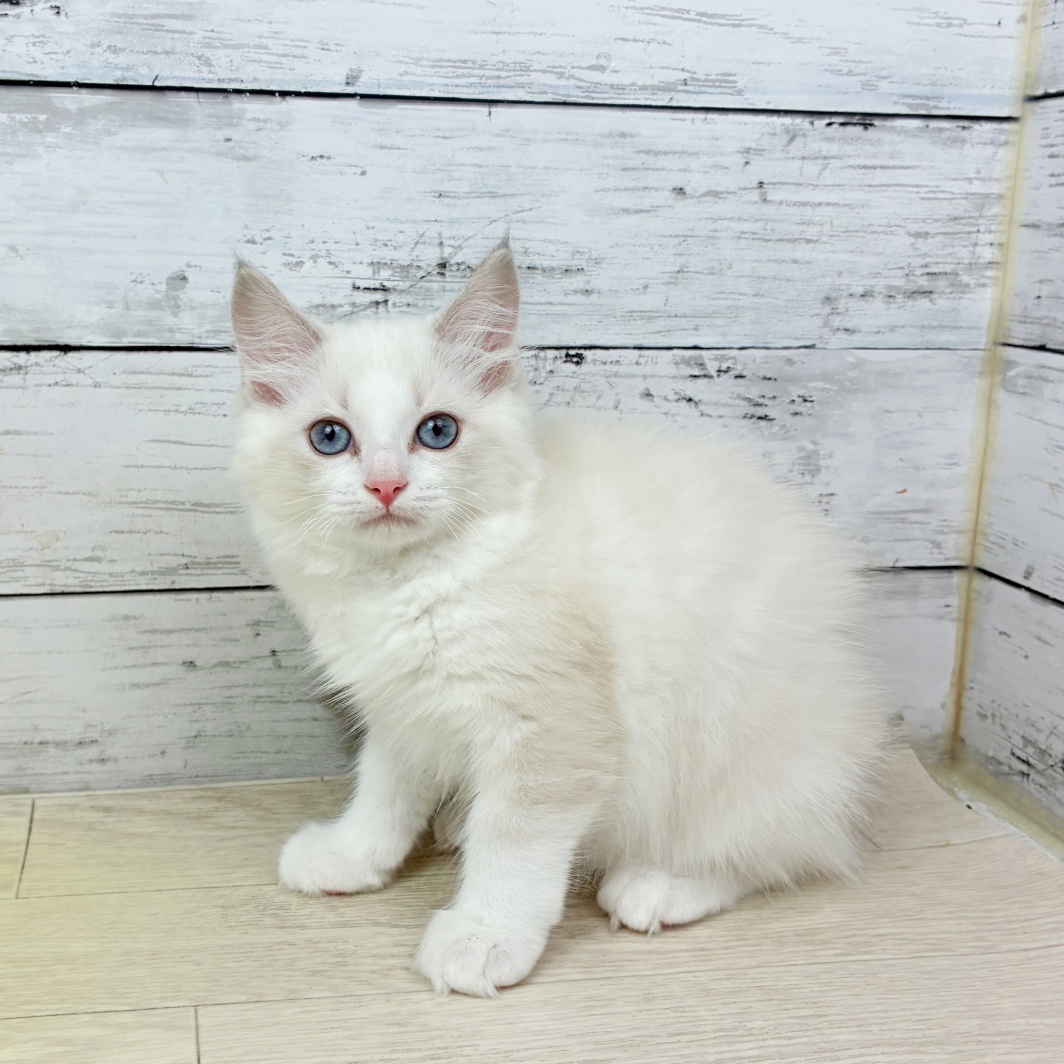 京都府のラグドール (犬の家＆猫の里京都精華店/2026年5月9日生まれ/女の子/ブルーポイントバイカラー)の子猫