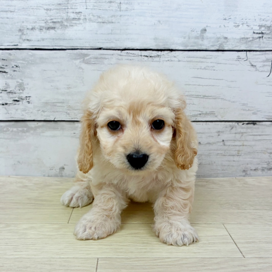 滋賀県のハーフ犬・ミックス犬 (犬の家＆猫の里長浜店/2026年5月13日生まれ/女の子/クリーム)の子犬