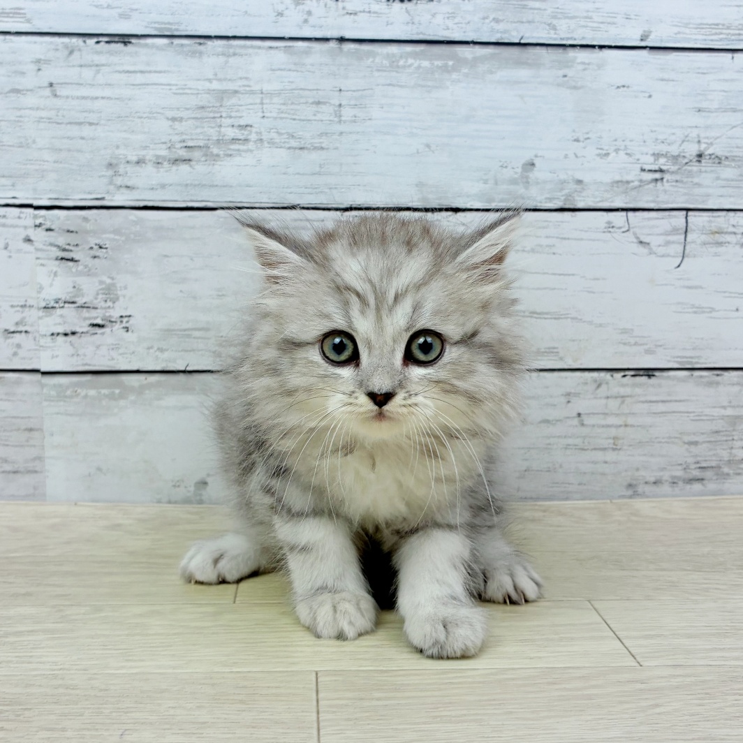 滋賀県のスコティッシュストレート (犬の家＆猫の里長浜店/2026年5月14日生まれ/男の子/ブルータビー)の子猫