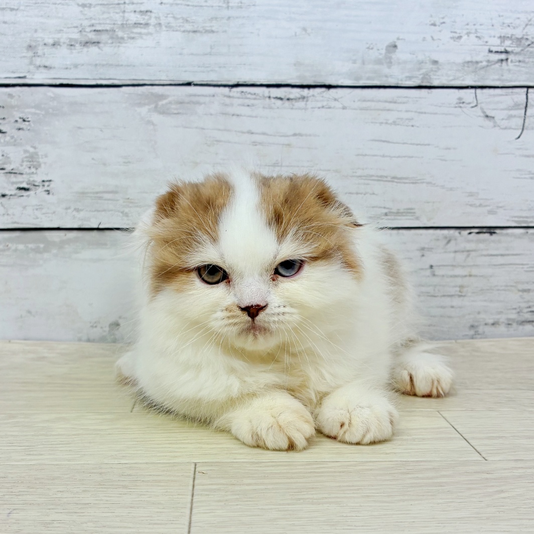 滋賀県のスコティッシュフォールド (犬の家＆猫の里長浜店/2026年5月9日生まれ/男の子/ブラウンマッカレルタビーホワイト)の子猫