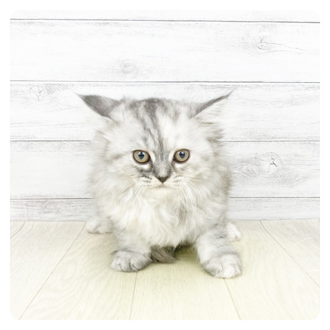 愛知県のスコティッシュストレート (犬の家＆猫の里MEGAドン・キホーテ東海名和店/2026年5月15日生まれ/女の子/シルバーパッチドタビー)の子猫