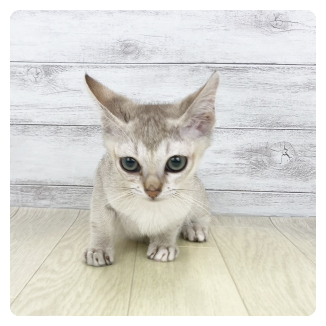 兵庫県のシンガプーラ (犬の家＆猫の里ゆめタウン姫路店/2026年4月21日生まれ/男の子/セピアアグーティ)の子猫
