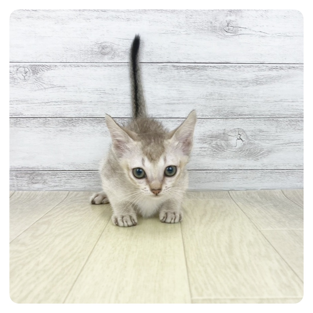 岡山県のシンガプーラ (犬の家＆猫の里倉敷店/2026年5月6日生まれ/女の子/セピアアグーティ)の子猫