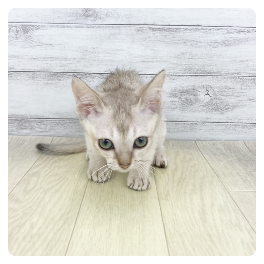 兵庫県のシンガプーラ (犬の家＆猫の里ニッケパークタウン加古川店/2026年5月11日生まれ/男の子/セピアアグーティ)の子猫