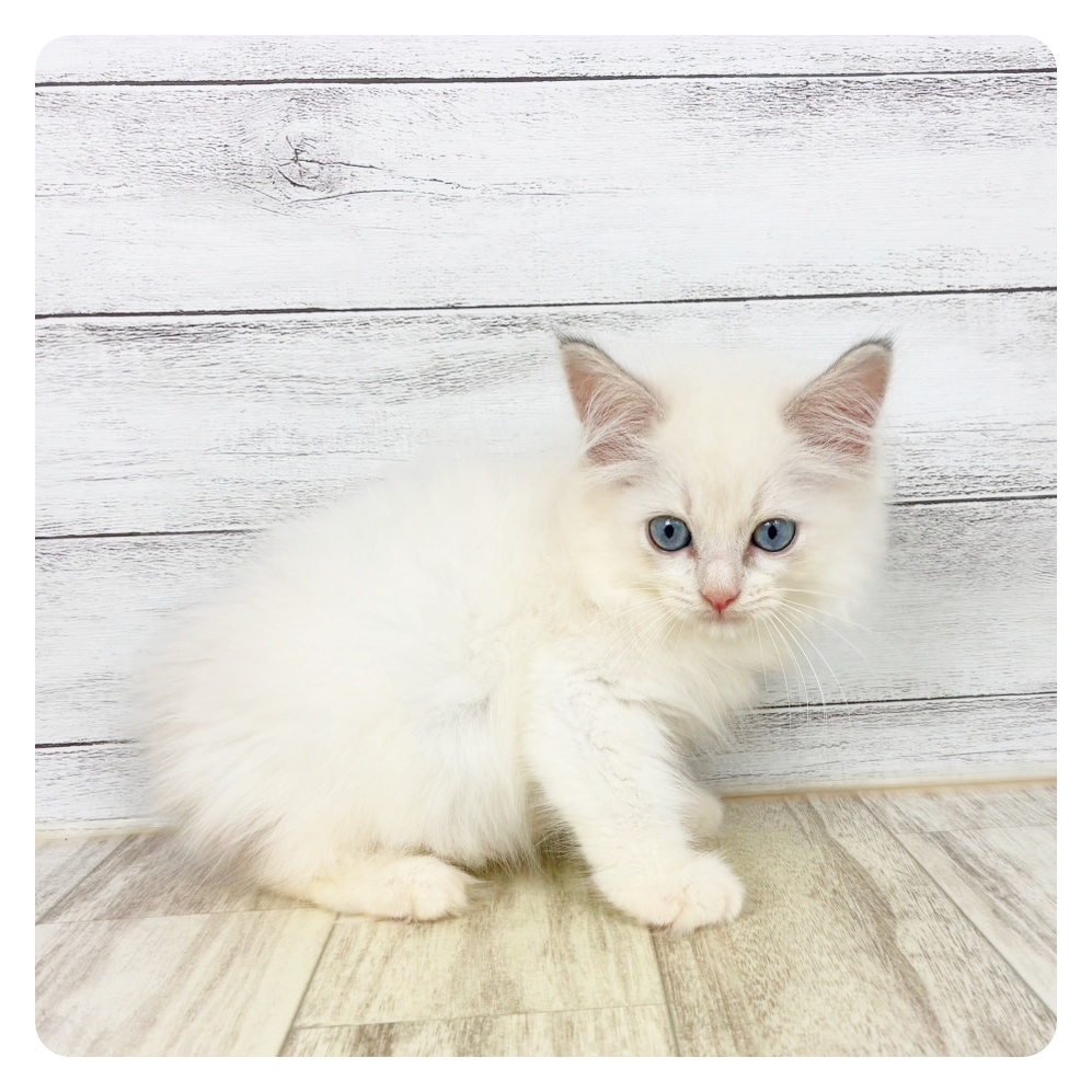 兵庫県のラグドール (犬の家＆猫の里川西店/2026年5月13日生まれ/男の子/ブルーポイントバイカラー)の子猫