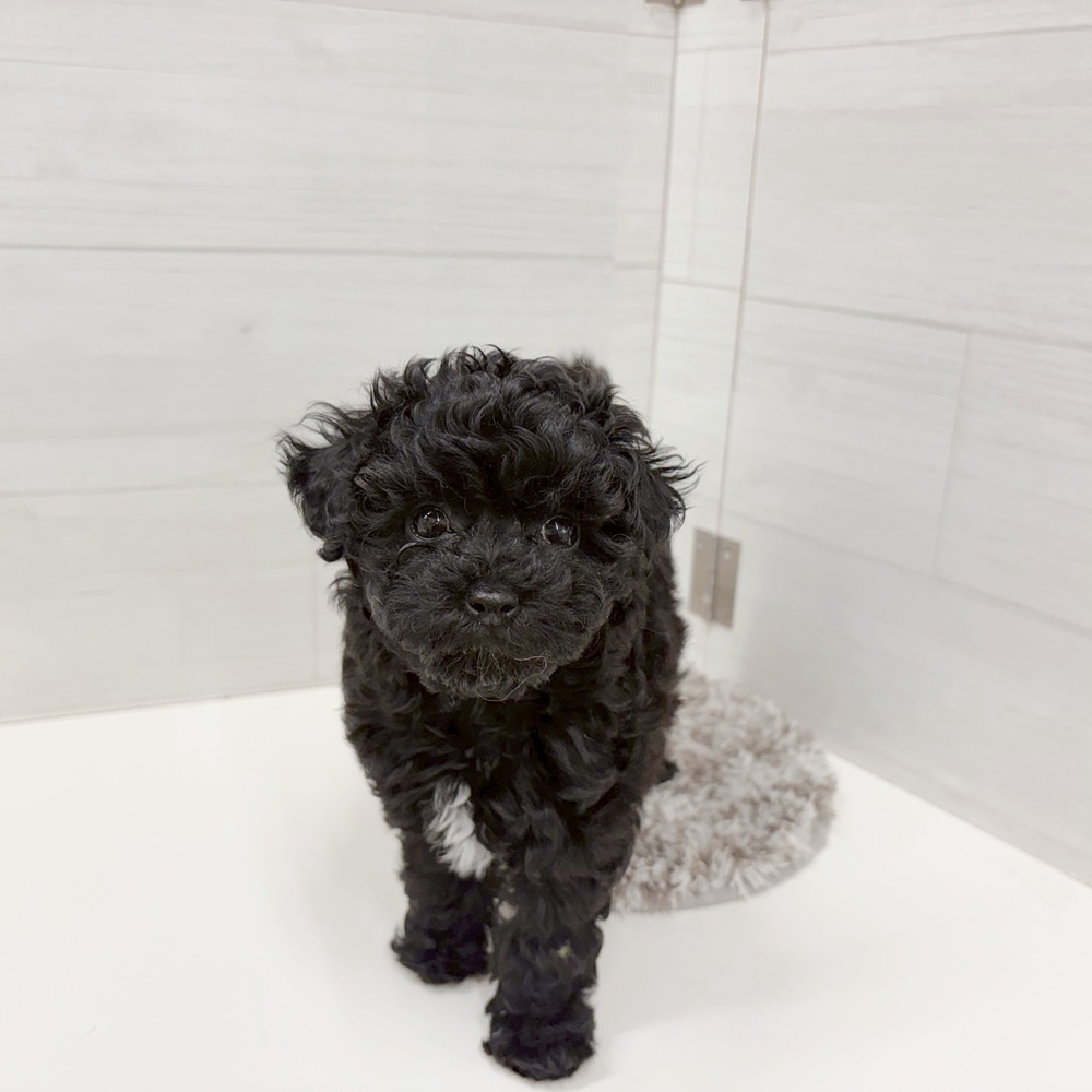 石川県のビションプー(ビションフリーゼ×プードル) (犬の家＆猫の里アミーゴ金沢おこばた店/2026年5月12日生まれ/女の子/ブラック)の子犬の1枚目の画像