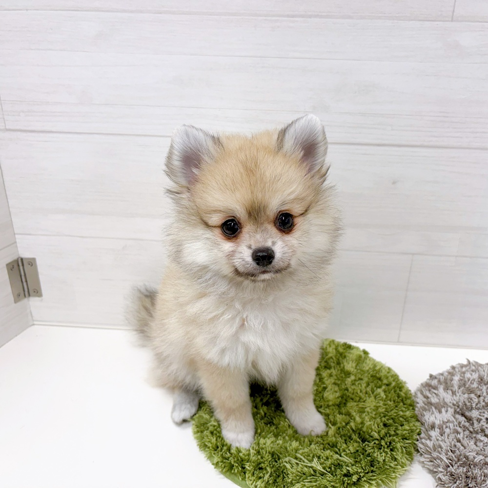 石川県のポメチワ/チワポメ/ポメチー(ポメラニアン×チワワ) (犬の家＆猫の里アミーゴ金沢おこばた店/2026年5月12日生まれ/女の子/フォーン)の子犬の1枚目の画像