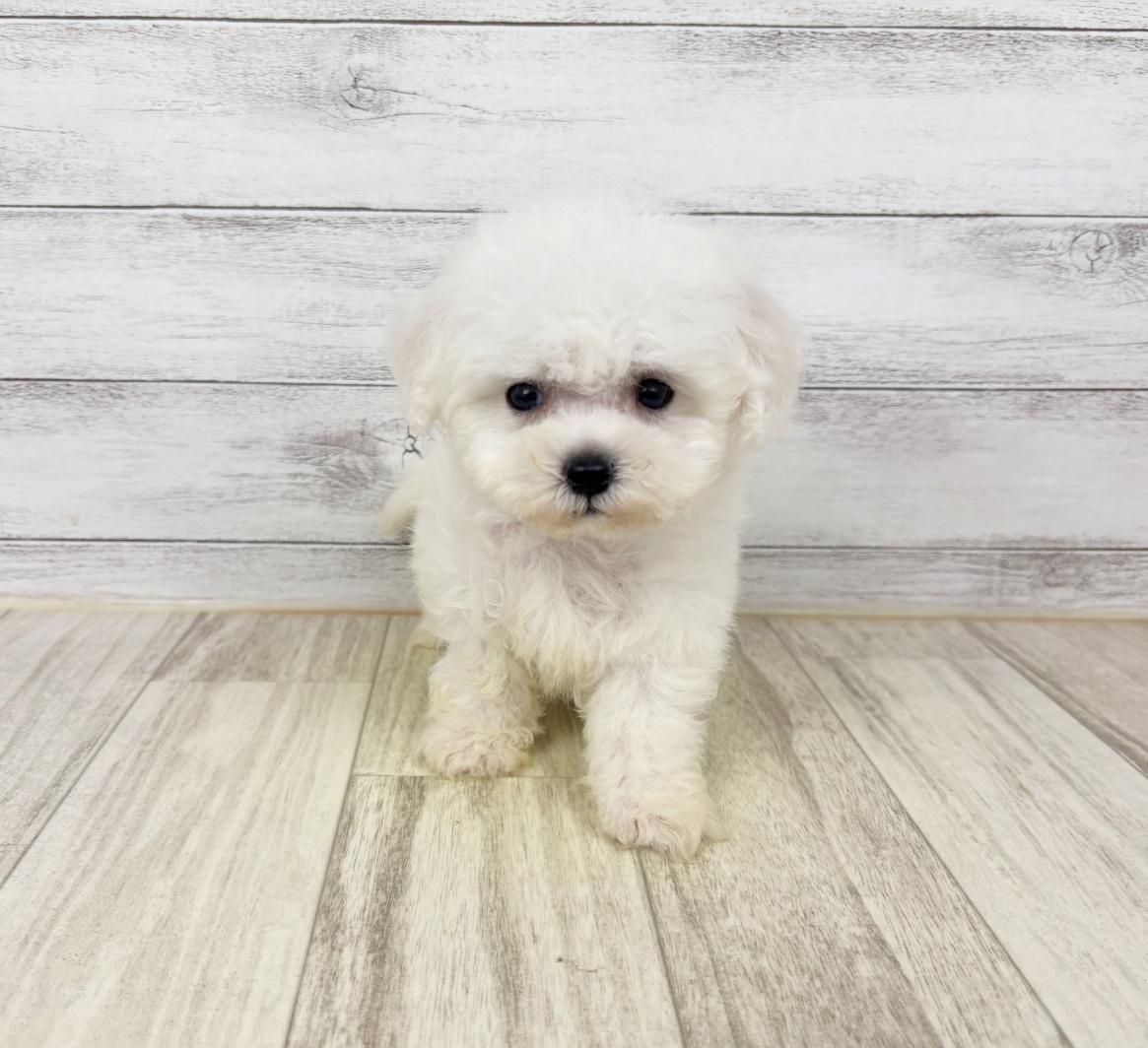 大阪府のビションフリーゼ (犬の家＆猫の里もりのみやキューズモールBASE店/2026年5月16日生まれ/男の子/ホワイト)の子犬の2枚目の画像