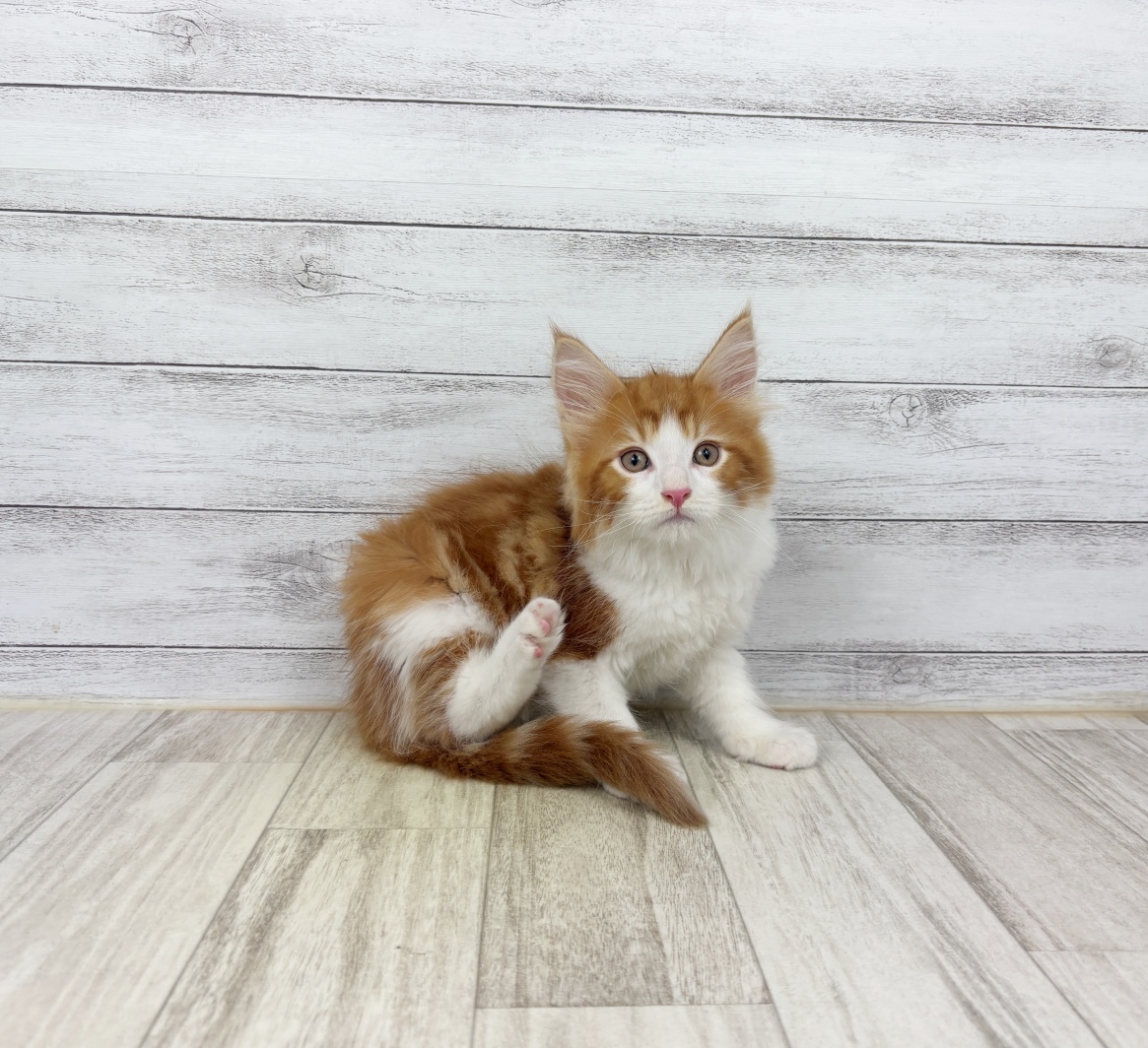 兵庫県のメインクーン (犬の家＆猫の里川西店/2026年5月12日生まれ/男の子/レッドタビーホワイト)の子猫
