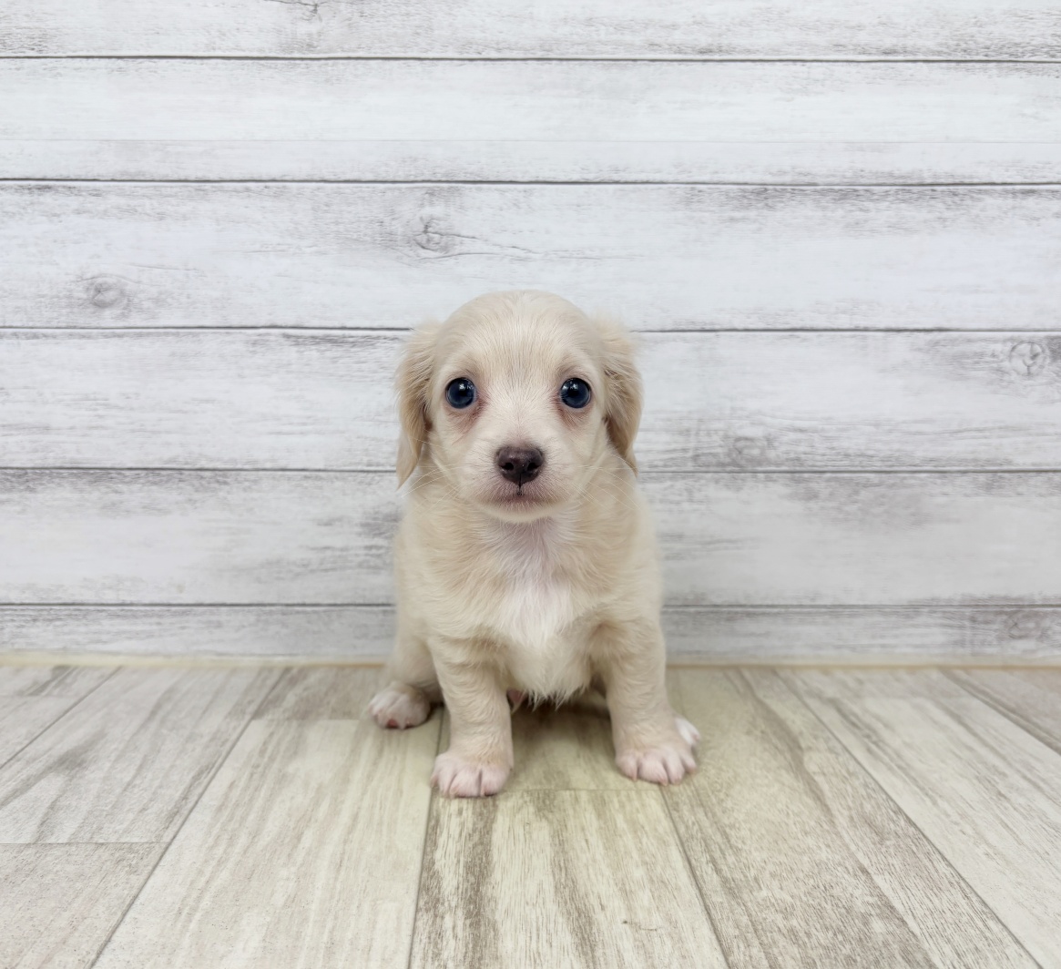 兵庫県のチワックス(チワワ×ダックス) (犬の家＆猫の里川西店/2026年5月17日生まれ/男の子/クリーム)の子犬