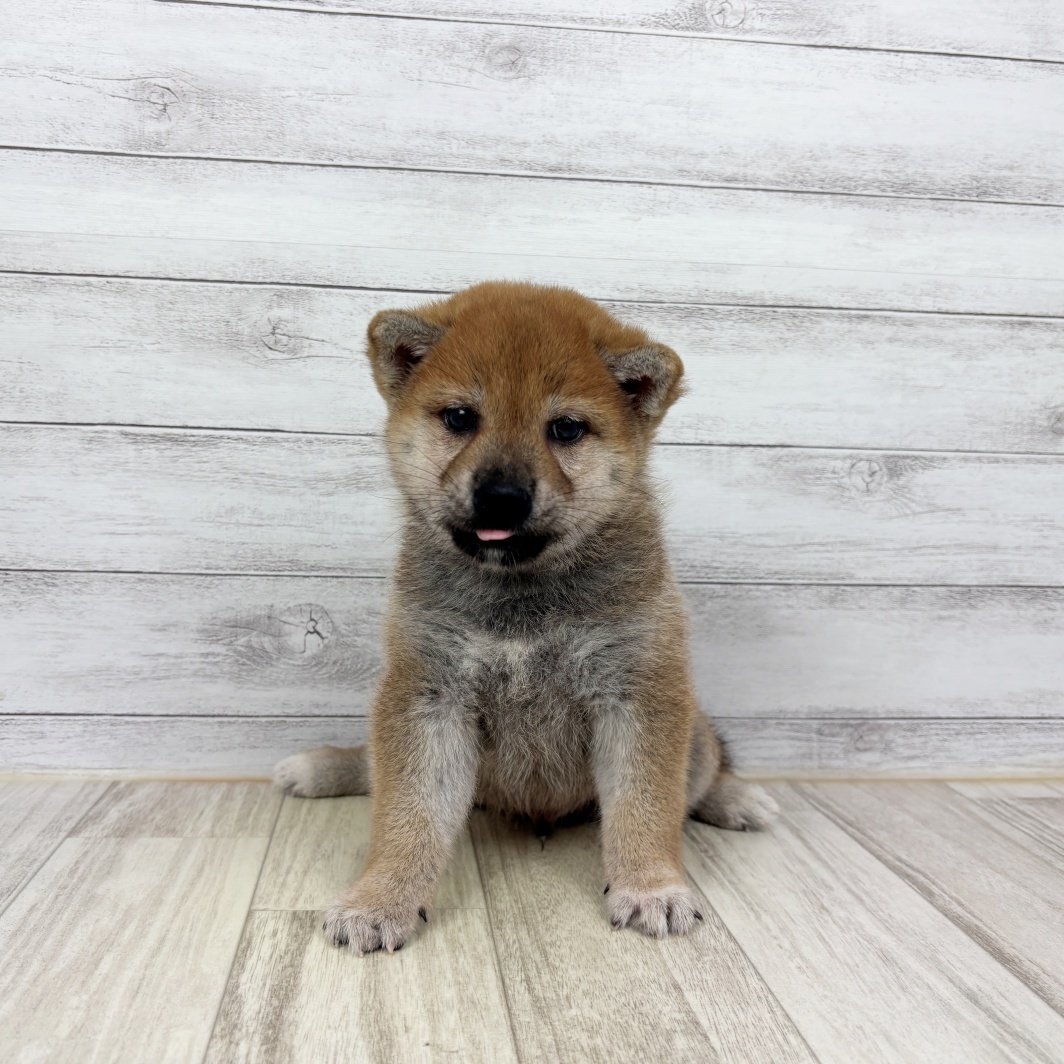 兵庫県の柴犬(標準サイズ) (犬の家＆猫の里神戸店/2026年5月15日生まれ/男の子/赤)の子犬