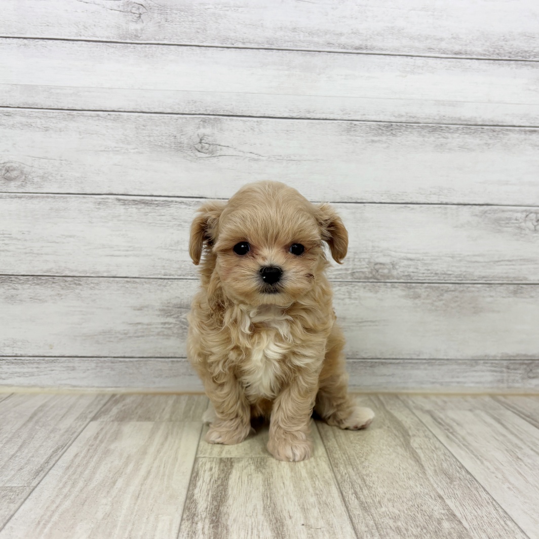 兵庫県のマルプー(マルチーズ×プードル) (犬の家＆猫の里ゆめタウン姫路店/2026年5月16日生まれ/男の子/アプリコット)の子犬の4枚目の画像