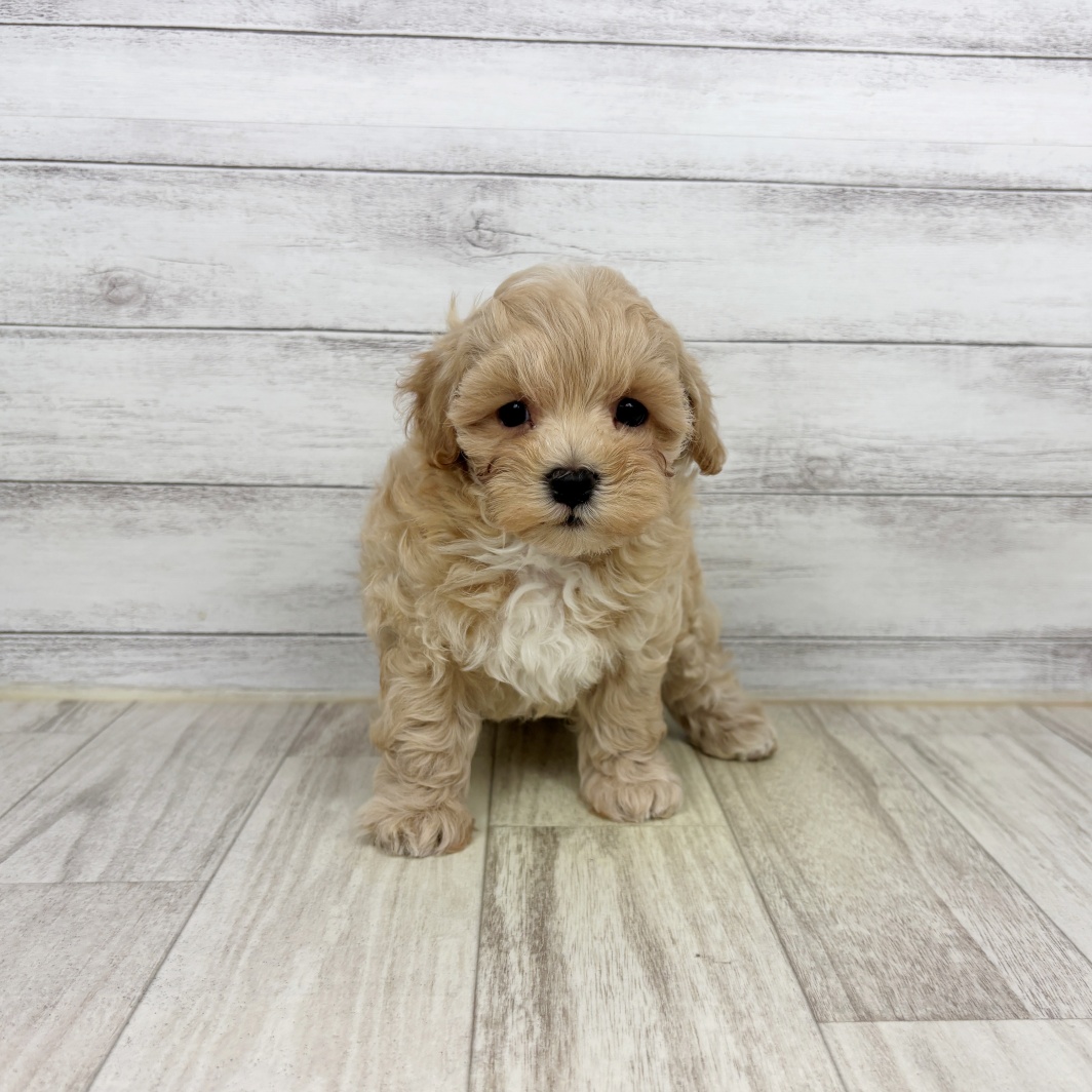 富山県のマルプー(マルチーズ×プードル) (犬の家＆猫の里アミーゴ高岡蓮花寺店/2026年5月16日生まれ/男の子/アプリコット)の子犬の2枚目の画像