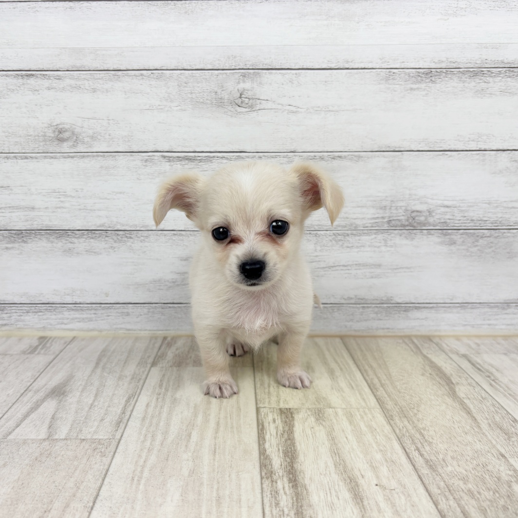 兵庫県のチワックス(チワワ×ダックス) (犬の家＆猫の里川西店/2026年5月17日生まれ/男の子/クリーム)の子犬