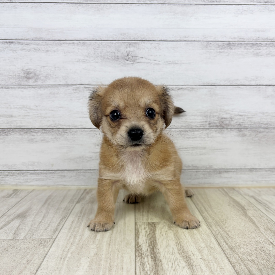 兵庫県のチワックス(チワワ×ダックス) (犬の家＆猫の里川西店/2026年5月17日生まれ/男の子/レッド)の子犬