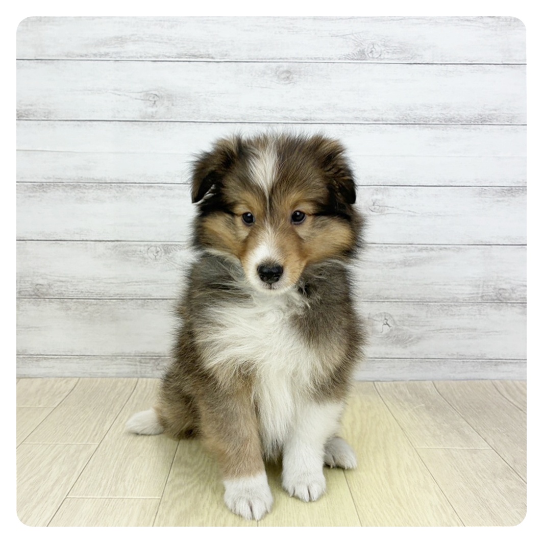 大阪府のシェットランドシープドッグ (犬の家＆猫の里そよら東岸和田店/2026年5月13日生まれ/男の子/セーブルホワイト)の子犬の4枚目の画像