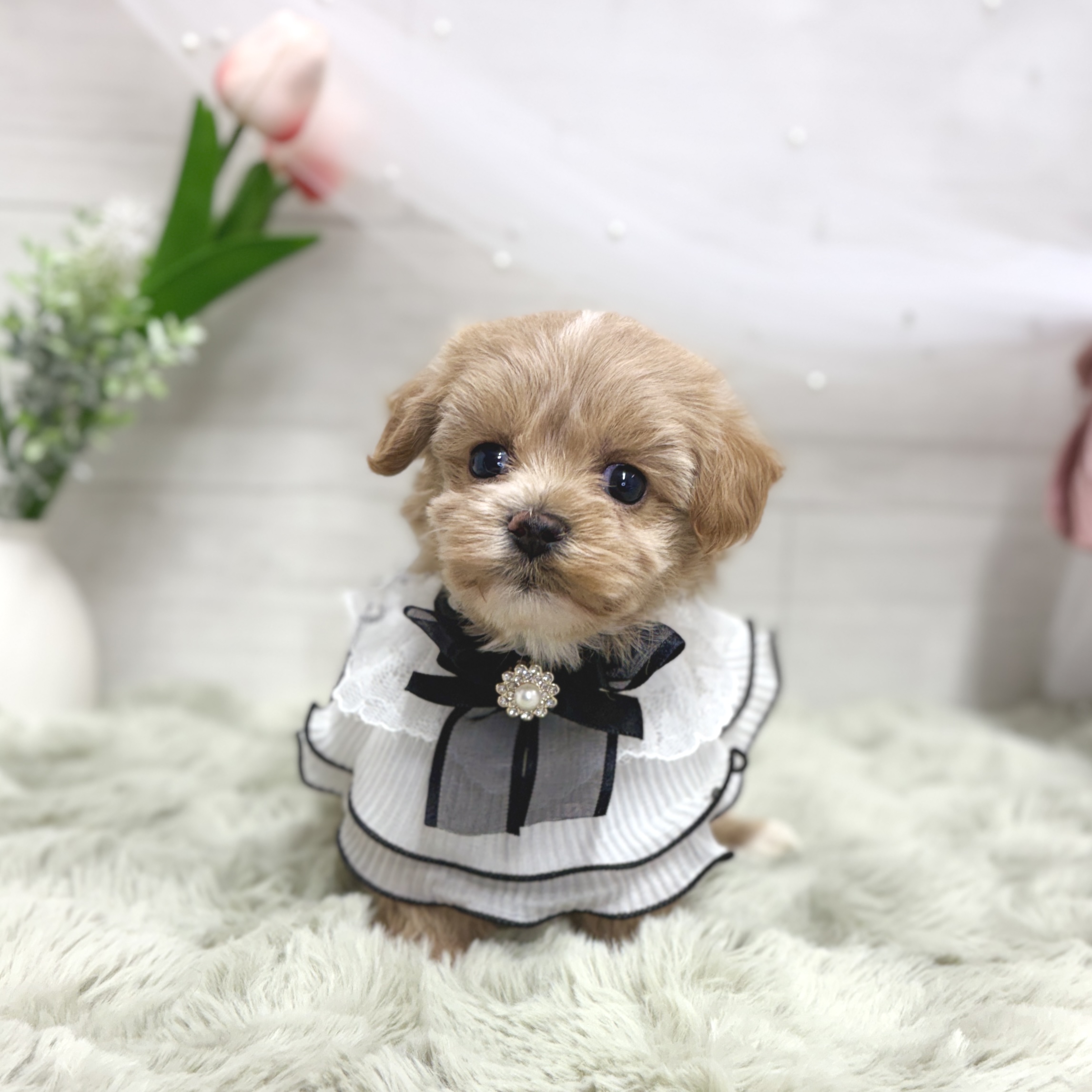 神奈川県のマルプー(マルチーズ×プードル) (犬の家＆猫の里相模原店/2026年5月15日生まれ/女の子/クリーム)の子犬の1枚目の画像