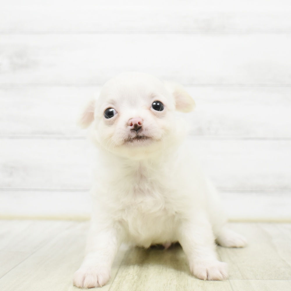 静岡県のチワワ(ロング) (犬の家＆猫の里プレ葉ウォーク浜北店/2026年5月18日生まれ/男の子/ホワイトクリーム)の子犬