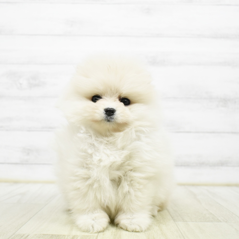 千葉県のポメラニアン (犬の家＆猫の里BIGHOPガーデンモール印西店/2026年5月19日生まれ/女の子/クリーム)の子犬の3枚目の画像