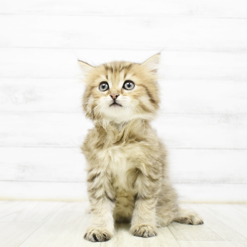 愛知県のミヌエット (犬の家＆猫の里安城店/2026年5月15日生まれ/男の子/チンチラゴールデン)の子猫
