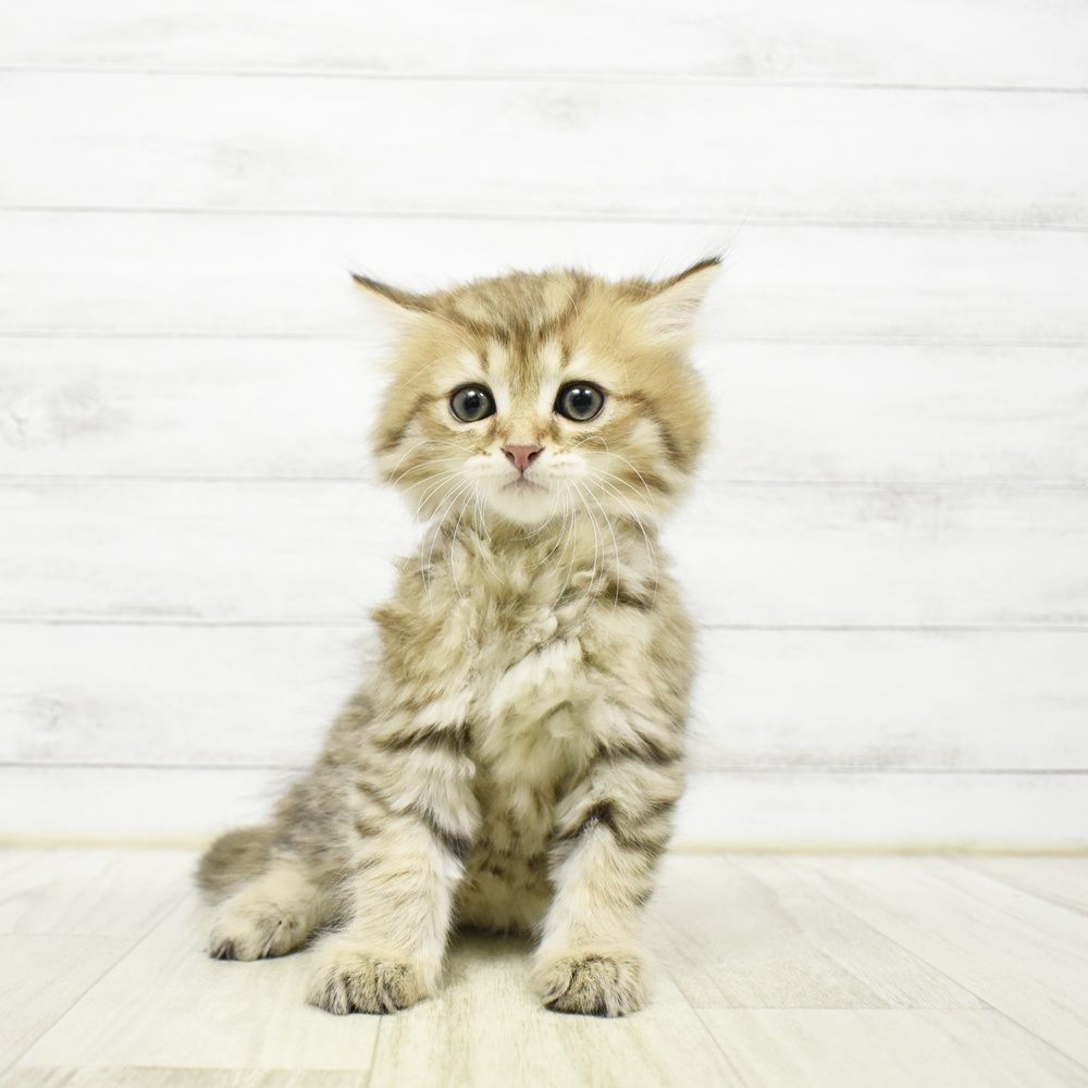 静岡県のミヌエット (犬の家＆猫の里アミーゴ浜松和田店/2026年5月15日生まれ/男の子/チンチラゴールデン)の子猫