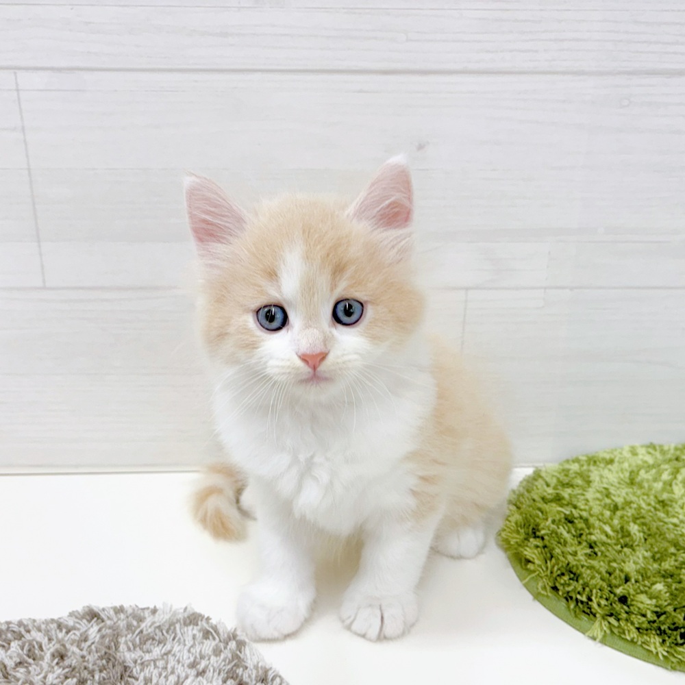 石川県のマンチカン (犬の家＆猫の里アミーゴ金沢おこばた店/2026年5月14日生まれ/男の子/クリームタビーホワイト)の子猫の1枚目の画像